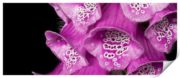 Fox gloves Print by Alex Hooker