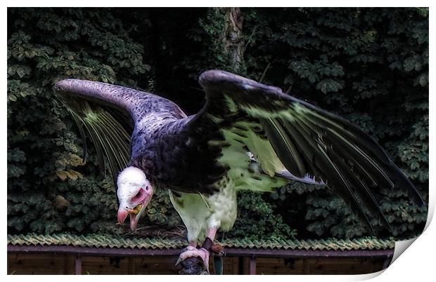 Bald Eagle Print by holly lyndon