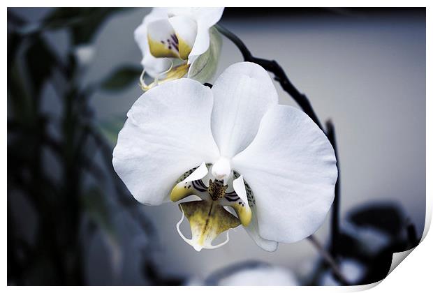 Orchid Flower Print by holly lyndon