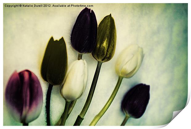 Tulip Ghosts Print by Natalie Durell