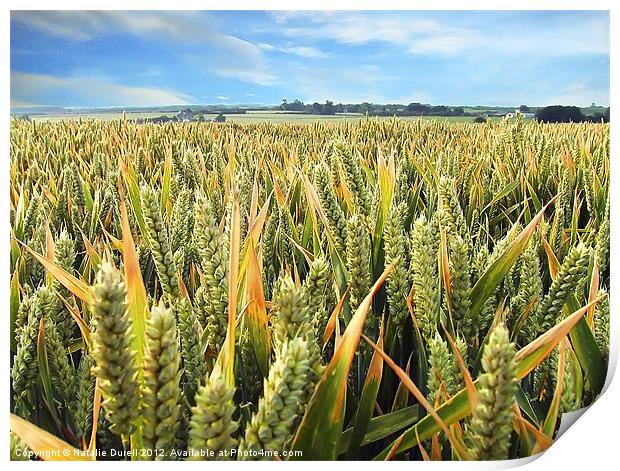 Down in the Corn Print by Natalie Durell