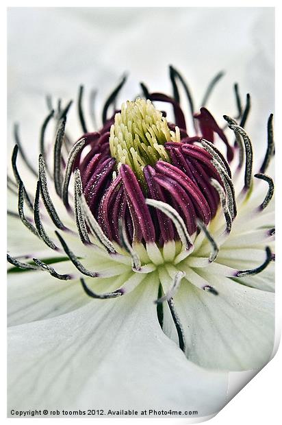 NECTAR OF A CLEMATIS Print by Rob Toombs