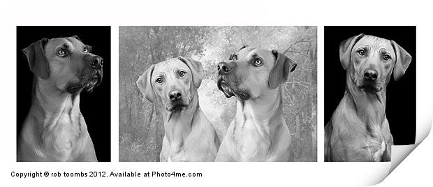 A FAMILY OF RIDGEBACKS Print by Rob Toombs
