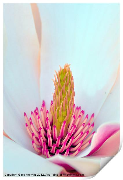 MAGNOLIA Print by Rob Toombs