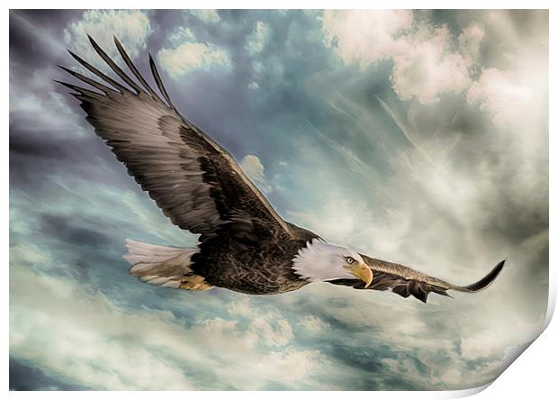 The Flight of an Eagle Print by Rob Toombs