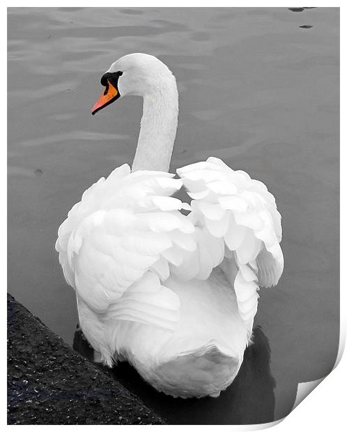 swan Print by sue davies