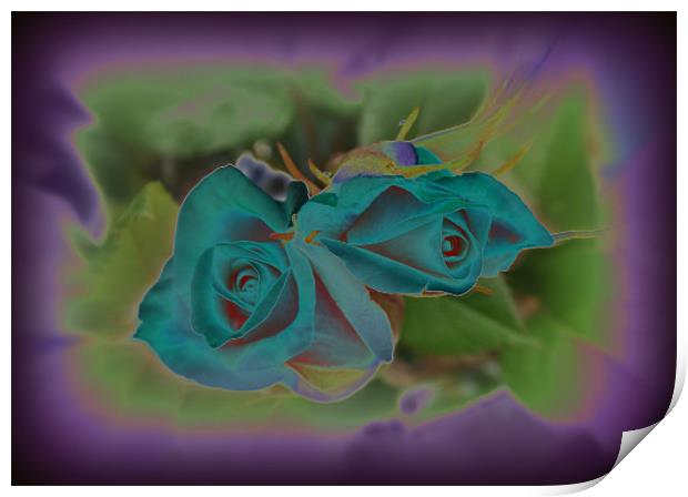 blue roses Print by sue davies