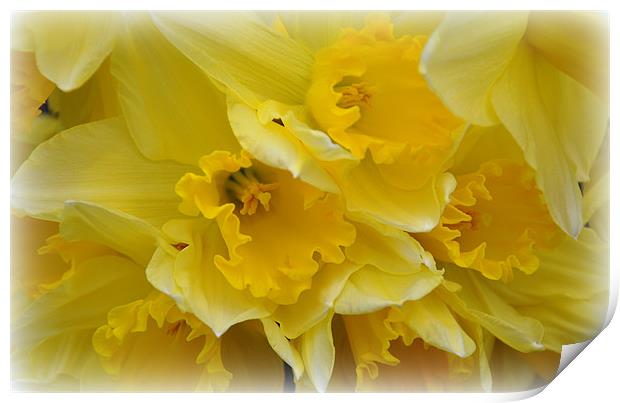 daffs Print by sue davies