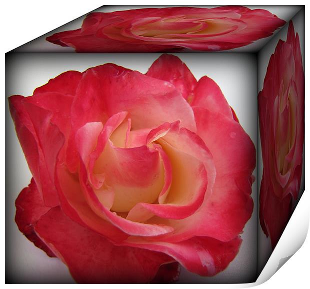 a box of roses Print by sue davies