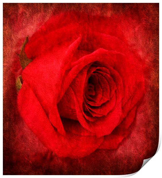 the beautiful rose Print by sue davies