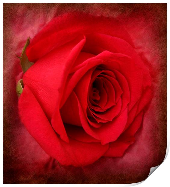 the ever beautiful rose Print by sue davies