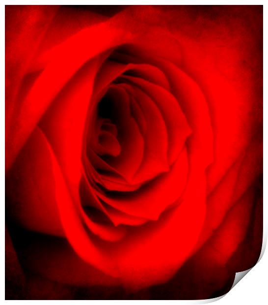 the lovely rose Print by sue davies