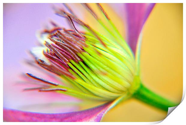clematis Print by sue davies
