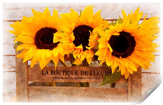  sunflowers Print by sue davies