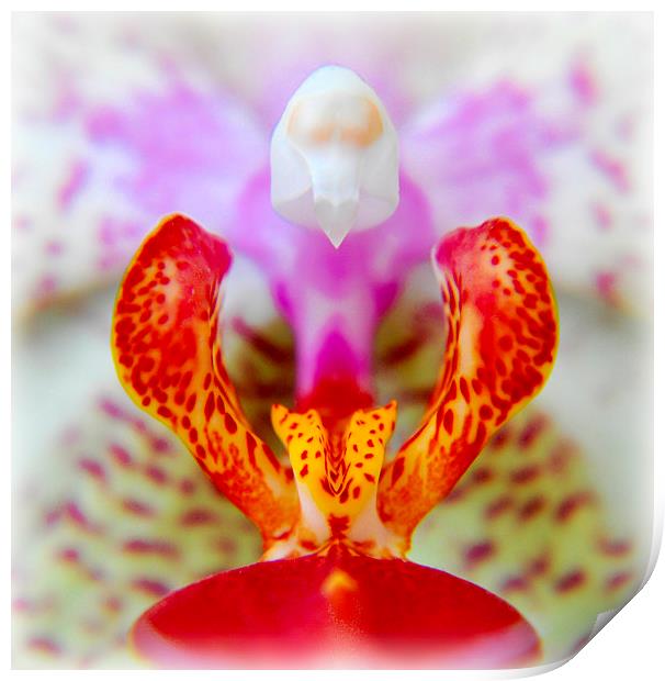  beautiful orchid Print by sue davies