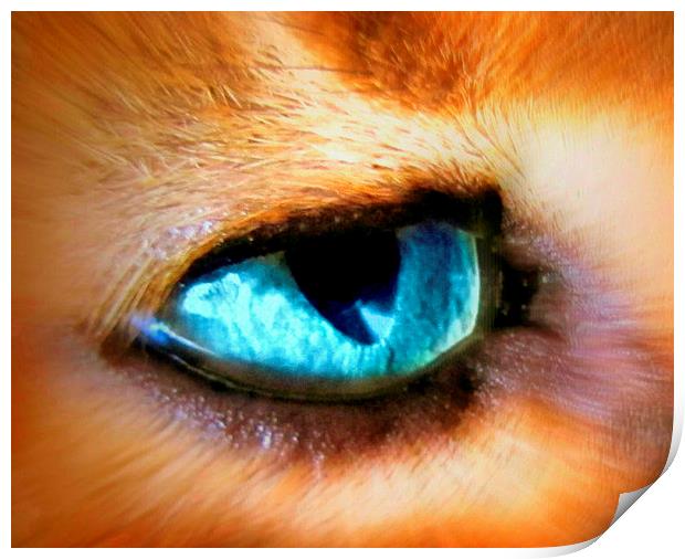  cats eye Print by sue davies