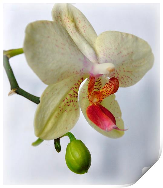  lovely orchid Print by sue davies