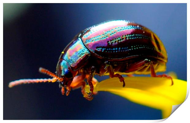  tiny beetle  Print by sue davies