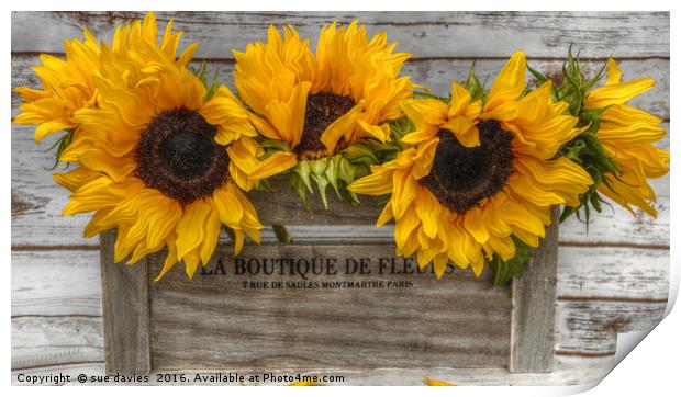 sunflowers Print by sue davies