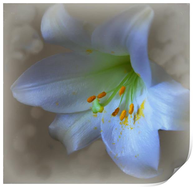 lovely lily Print by sue davies
