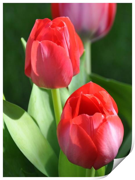 tulips Print by sue davies