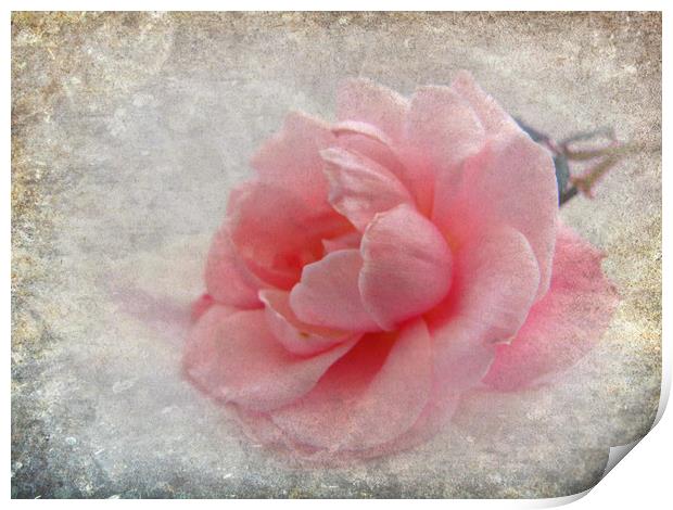  pretty rose  Print by sue davies