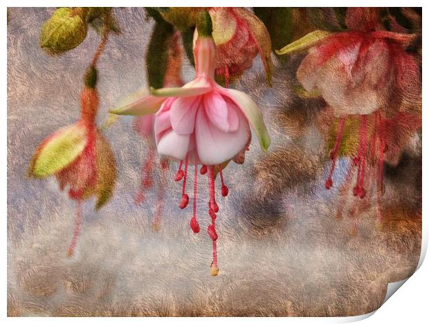Pretty Fuchsia Print by sue davies