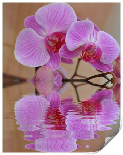 pretty orchid Print by sue davies