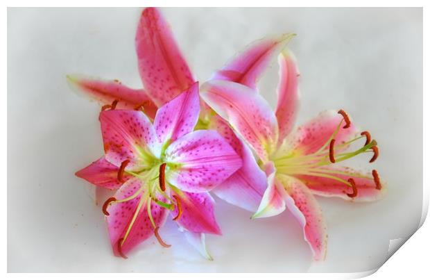 pink lily's Print by sue davies