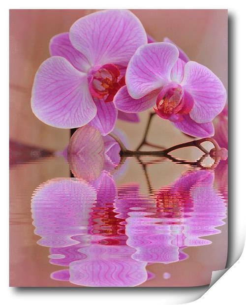 orchids reflected Print by sue davies