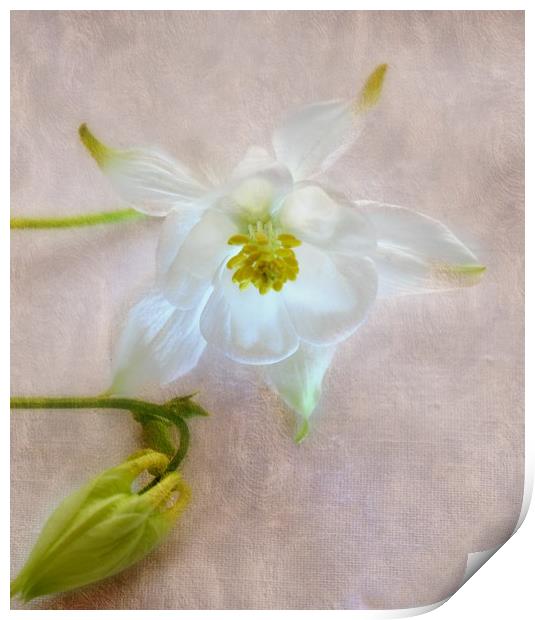 floral glow Print by sue davies
