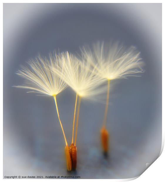 dancing dandelions Print by sue davies