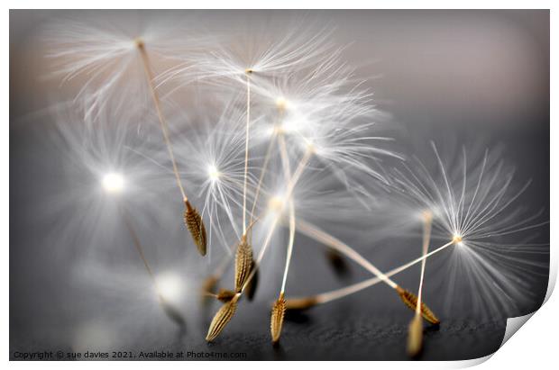 Dancing dandelion seed heads Print by sue davies