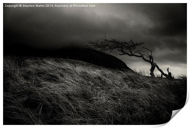 Lone Tree 0n Skye Print by Stephen Maher