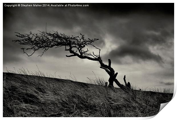 Storm Tree on Skye Print by Stephen Maher