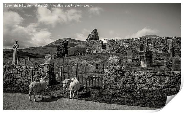 Sheep at Cill Chriosd, Skye Print by Stephen Maher