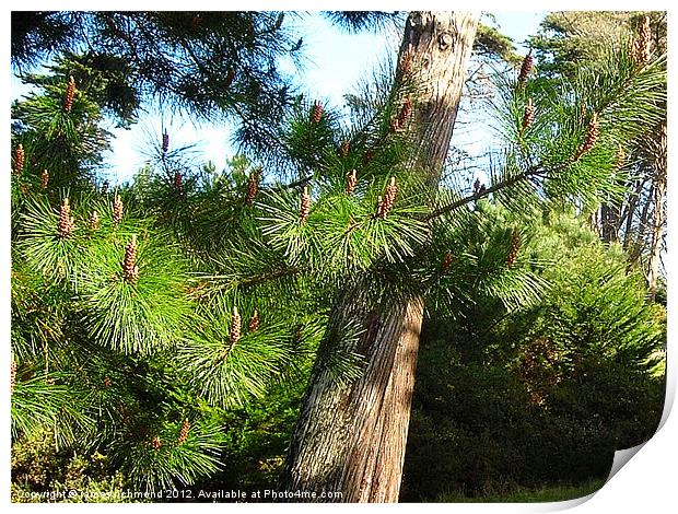 NA Pine Needles and Cones Print by james richmond
