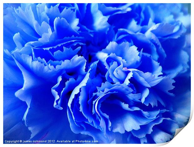 Blue Carnation Ruffle Print by james richmond