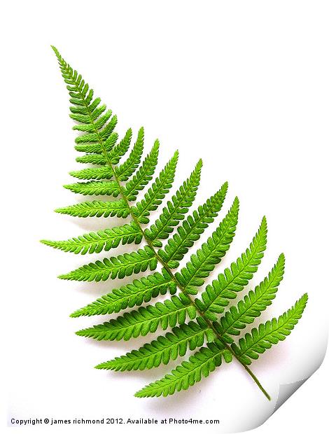 Fern- 6 Print by james richmond