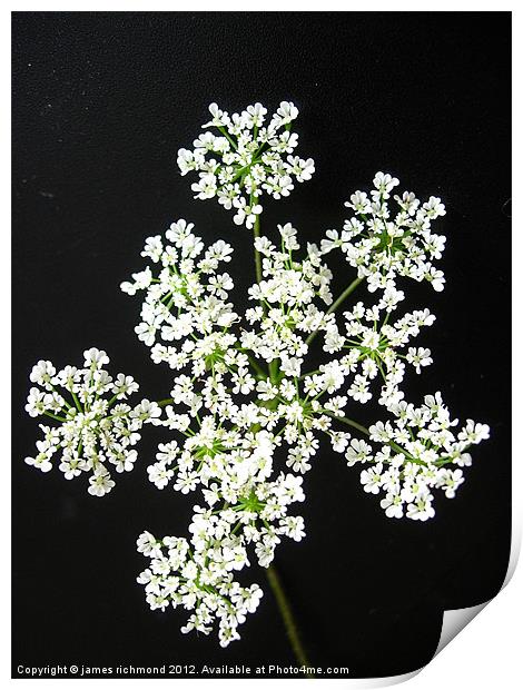 White Flower Umbels- 1 Print by james richmond