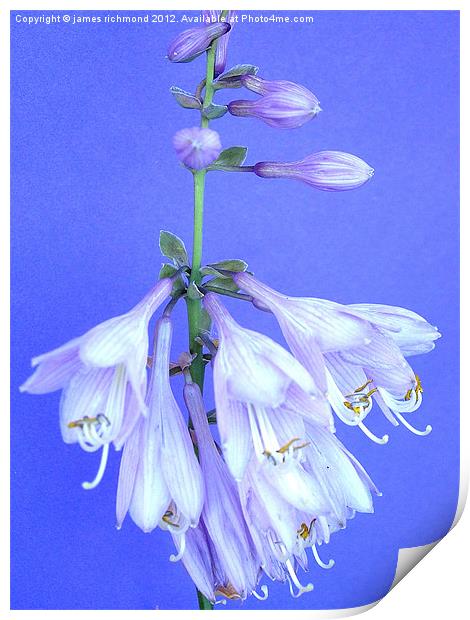 Plantain Lily - Hosta Print by james richmond