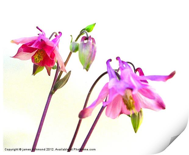 Columbine Flowers Print by james richmond