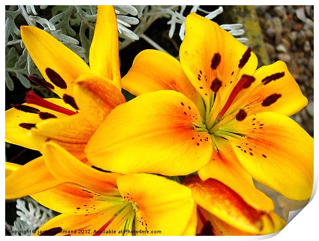 Asiatic Lily Hybrid - 3 Print by james richmond