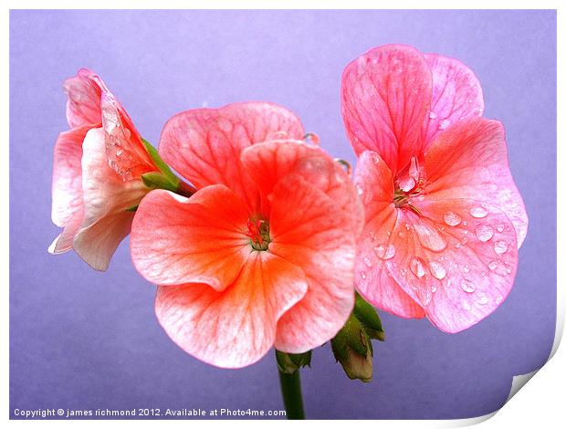 Raindrops and Geranium Flowers - 2 Print by james richmond