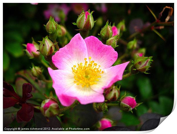 Dog-Rose,Rosa Canina Print by james richmond