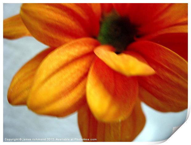 Orange Chrysanthemum - 1 Print by james richmond