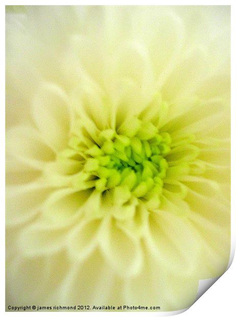 Cream Chrysanthemum Print by james richmond