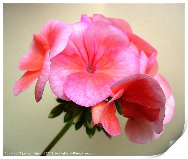 Pink Geranium Flower Print by james richmond