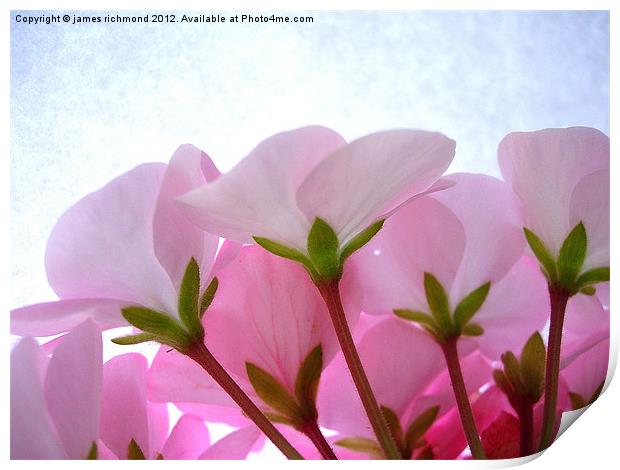 Geranium Flower Side View Print by james richmond