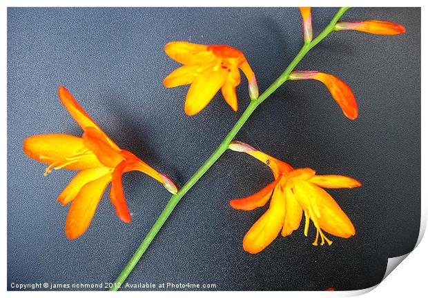 Montbretia Flowers Print by james richmond